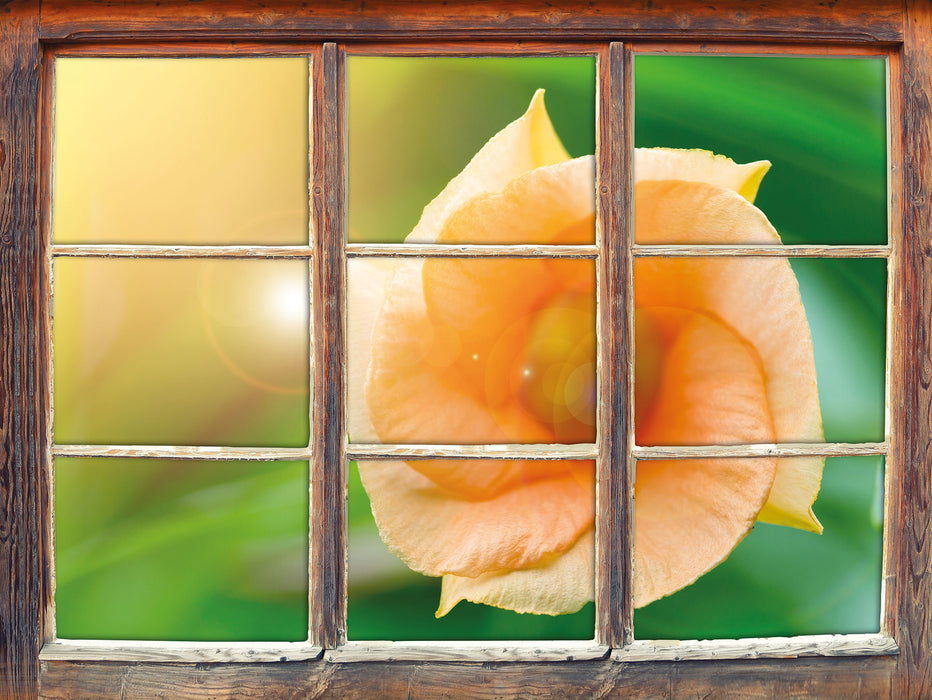orange Blume im Sonnenlicht  3D Wandtattoo Fenster