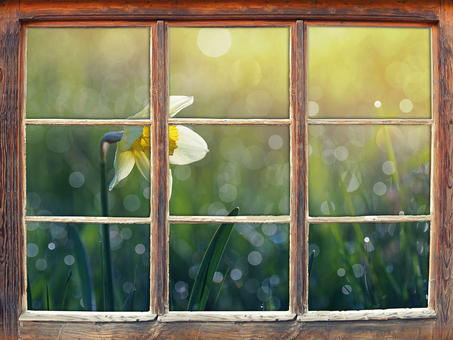 Narzissenblume in der Morgensonne  3D Wandtattoo Fenster