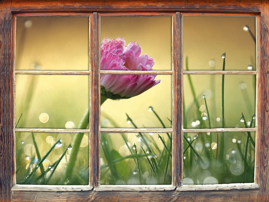 rosa Gänseblümchen im Gras  3D Wandtattoo Fenster