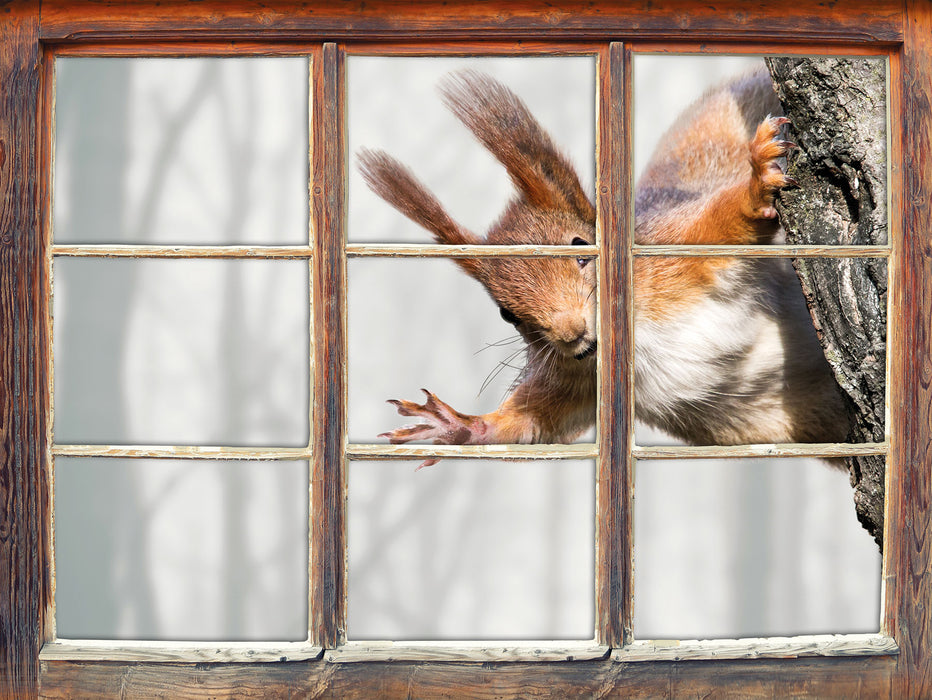Neugierig rotes Eichhörnchen 3D Wandtattoo Fenster