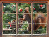 Eichhörnchen  3D Wandtattoo Fenster