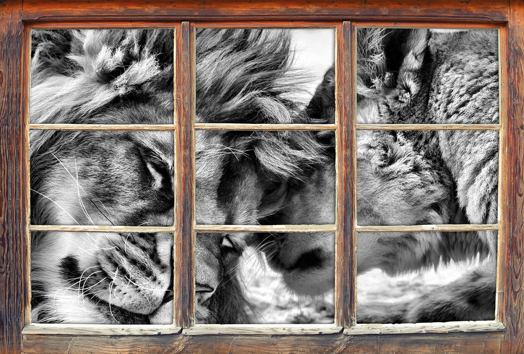 Kuschelnde Löwen B&W 3D Wandtattoo Fenster