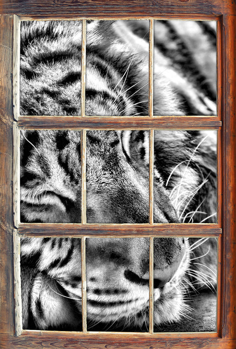 Tiger schläft 3D Wandtattoo Fenster