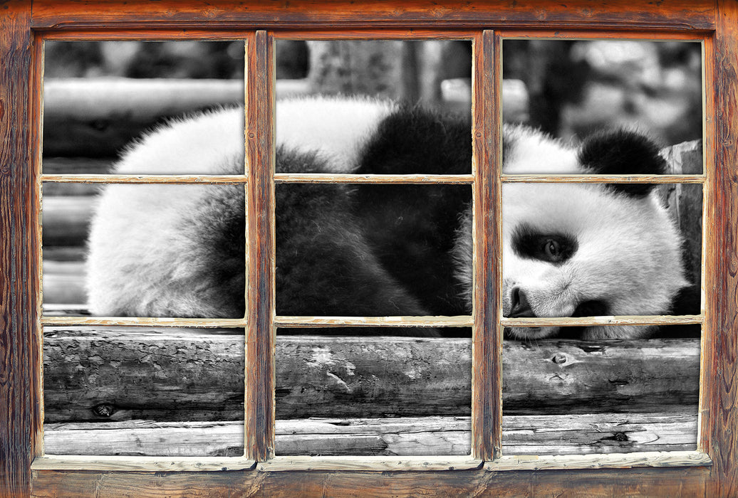 süßer kleiner Pandabär B&W 3D Wandtattoo Fenster