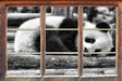 süßer kleiner Pandabär B&W 3D Wandtattoo Fenster