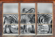 Schmusende Zebras 3D Wandtattoo Fenster