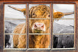 Blick einer Kuh an der Weide B&W 3D Wandtattoo Fenster