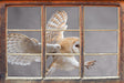 Weiße Eule bei der Jagd B&W 3D Wandtattoo Fenster