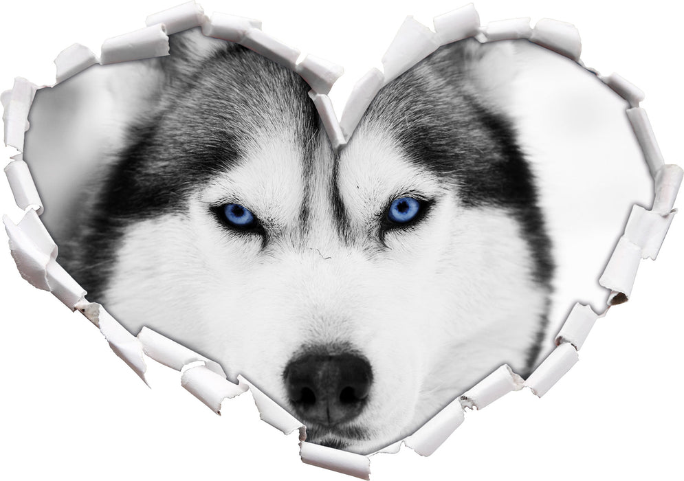 Husky mit blauen Augen 3D Wandtattoo Herz