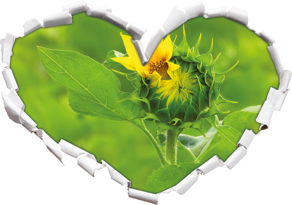Aufblühende Sonnenblume  3D Wandtattoo Herz