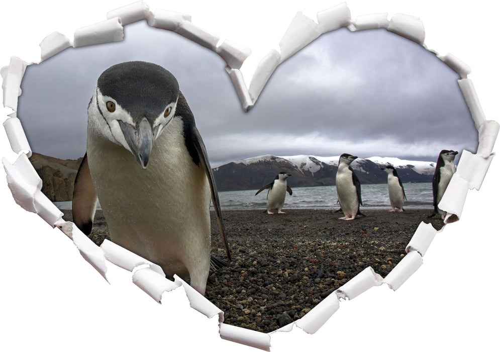 Lustige Pinguine  3D Wandtattoo Herz