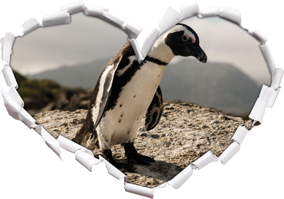 Afrikanischer Pinguin beobachtet  3D Wandtattoo Herz