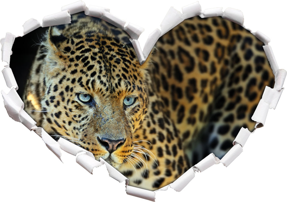 Prächtiger Leopard  3D Wandtattoo Herz