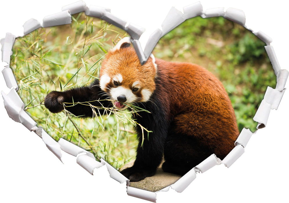 Niedlicher roter Panda  3D Wandtattoo Herz