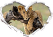 Junger Löwe in der Natur  3D Wandtattoo Herz