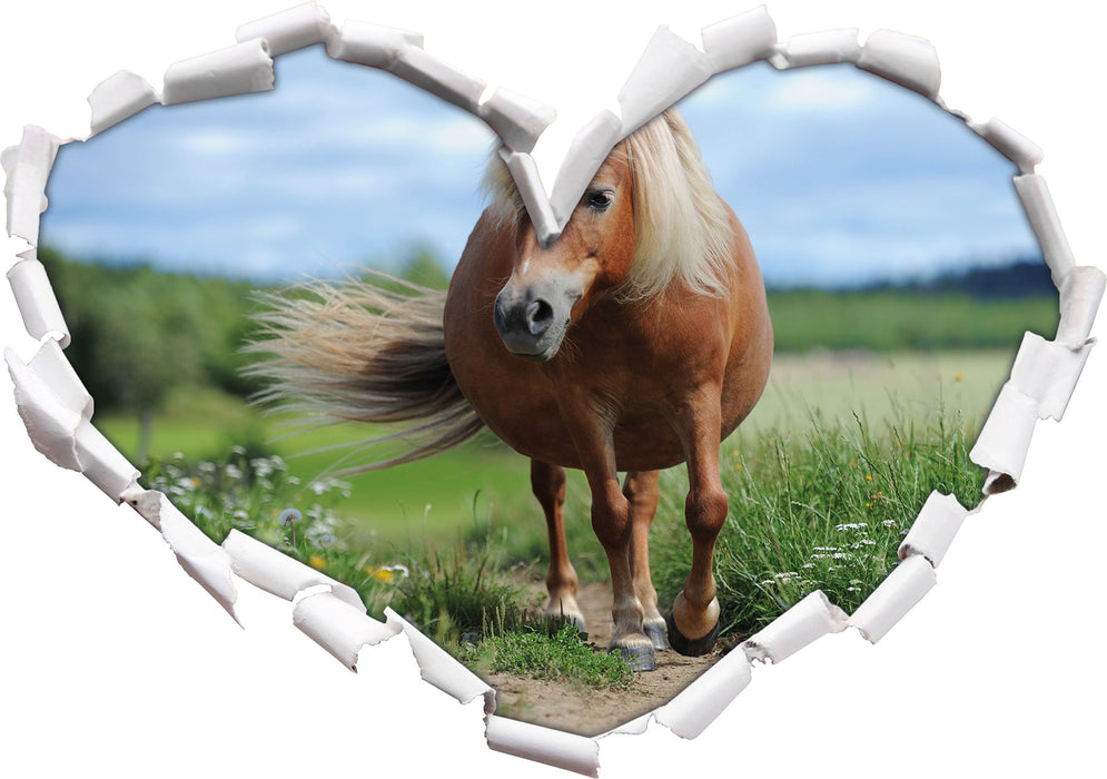 Shetlandpony auf der Wiese  3D Wandtattoo Herz