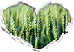 Grüne Weizen auf dem Feld  3D Wandtattoo Herz