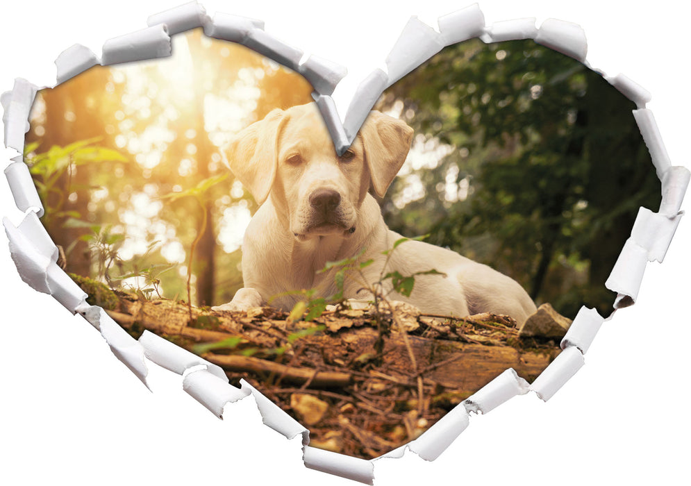Hund im Wald bei Sonneuntergang  3D Wandtattoo Herz
