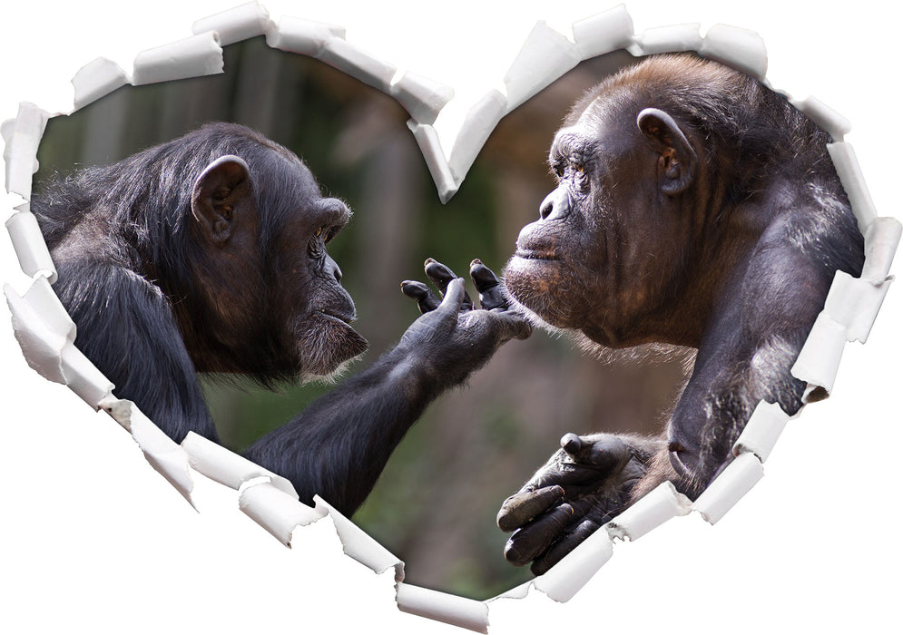 Schimpansen Freundschaft  3D Wandtattoo Herz