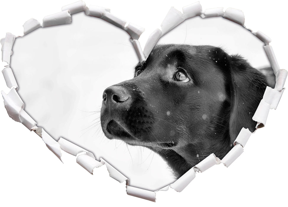 Schwarzer Labrador im Schnee B&W 3D Wandtattoo Herz