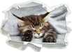 Kleines süßes Kätzchen  3D Wandtattoo Papier