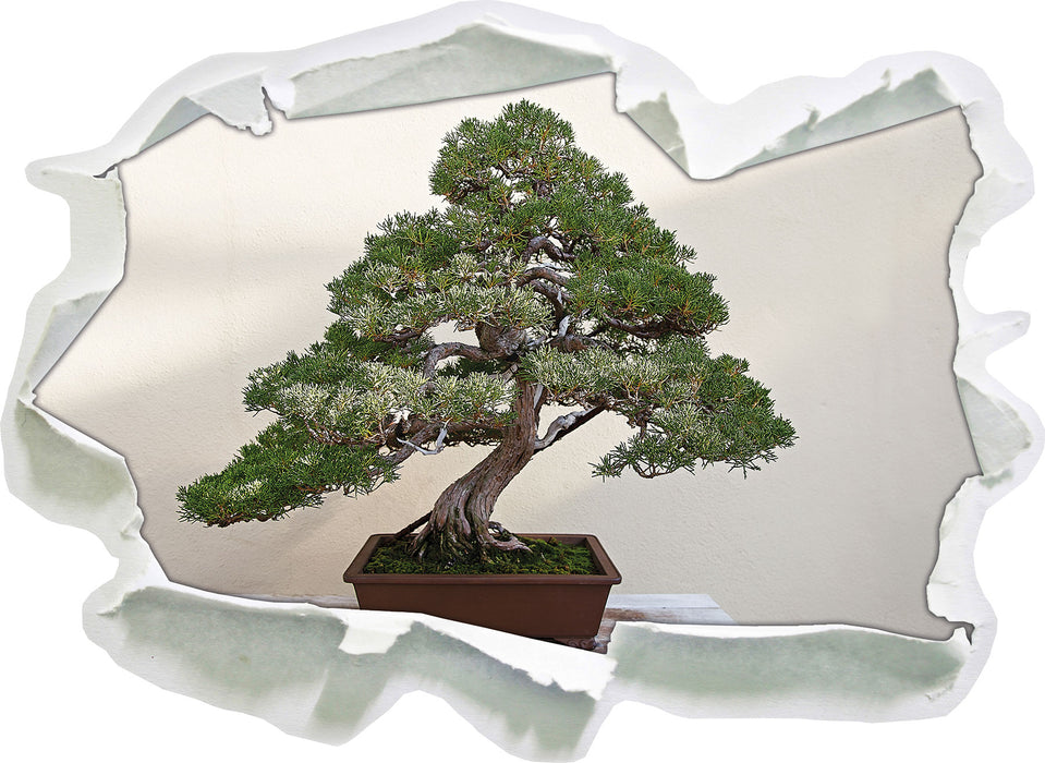 Bonsai Baum  3D Wandtattoo Papier