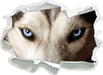 Husky eisblaue Augen  3D Wandtattoo Papier
