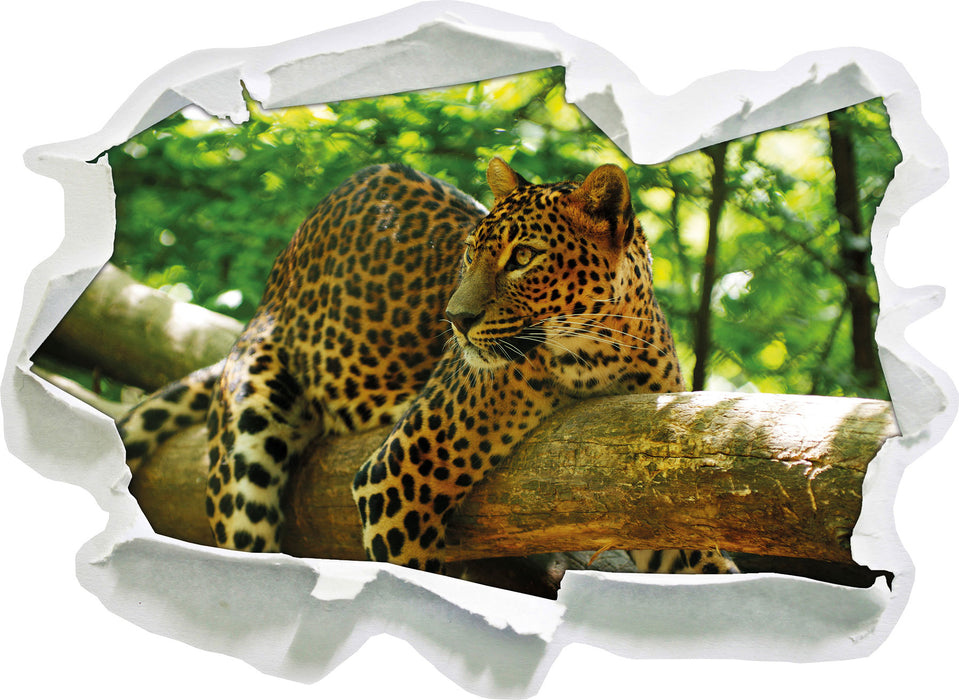 Leopard auf Ast  3D Wandtattoo Papier