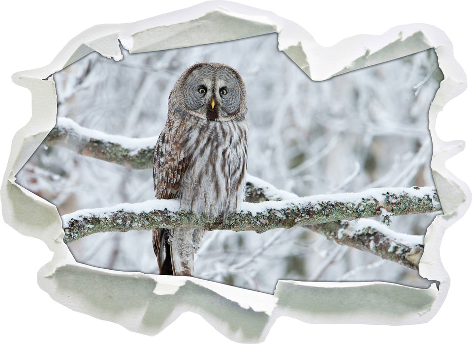 Pixxprint Eule auf Ast, 3D Wandtattoo