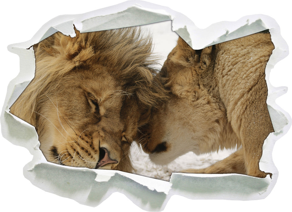 Kuschelnde Löwen 3D Wandtattoo Papier