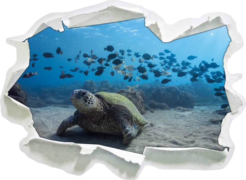 Schildkröte am Meeresboden, 3D Wandtattoo