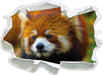 Roter Pandabär auf Ast  3D Wandtattoo Papier