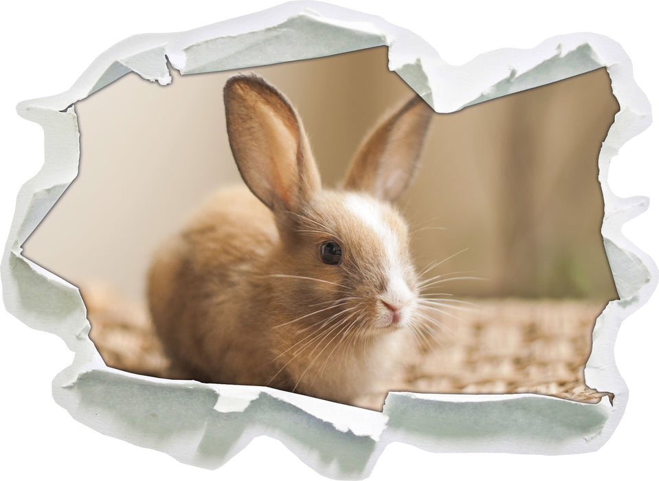 Süßes Kaninchen  3D Wandtattoo Papier