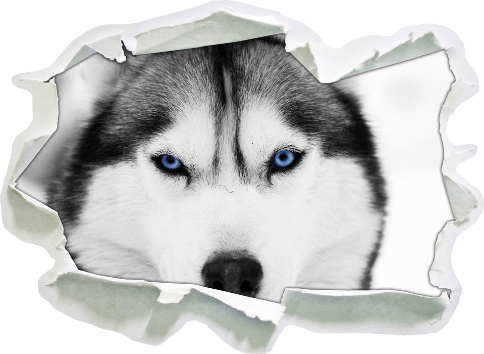 Husky mit blauen Augen 3D Wandtattoo Papier