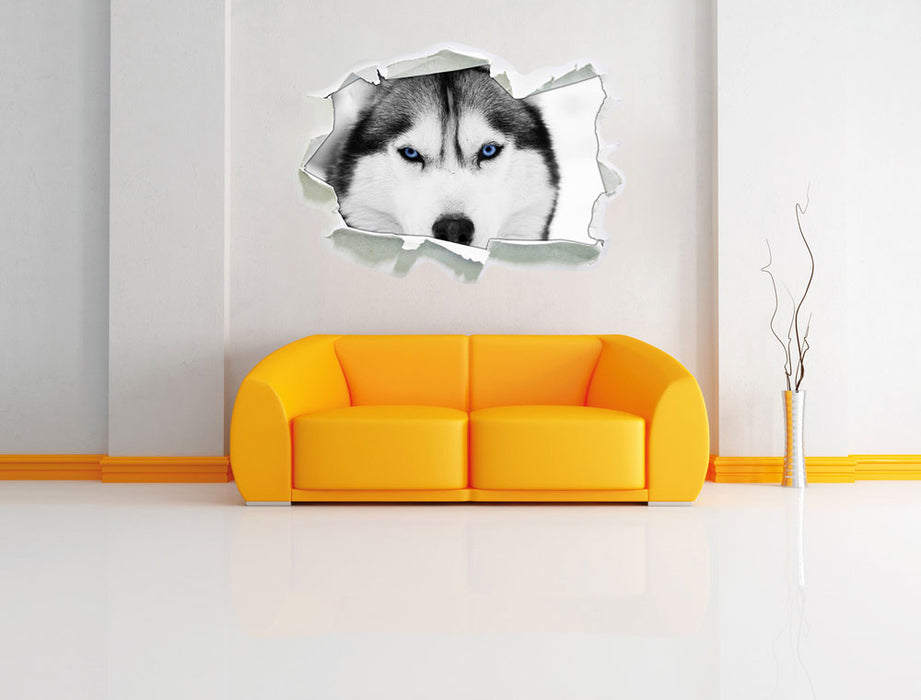 Husky mit blauen Augen 3D Wandtattoo Papier Wand