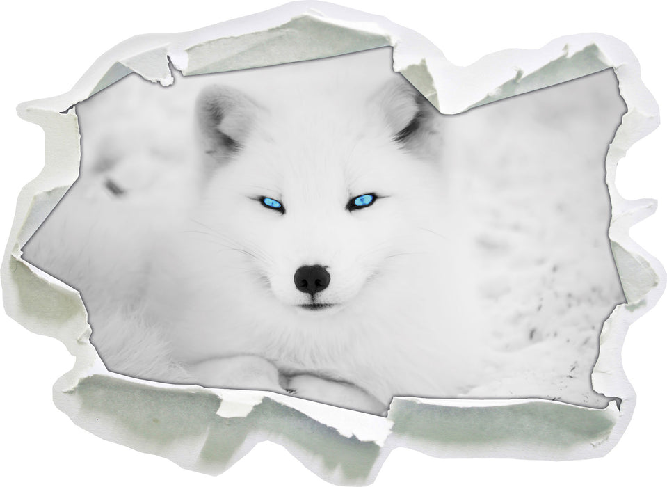 Polarfuchs mit strahlenden Augen 3D Wandtattoo Papier