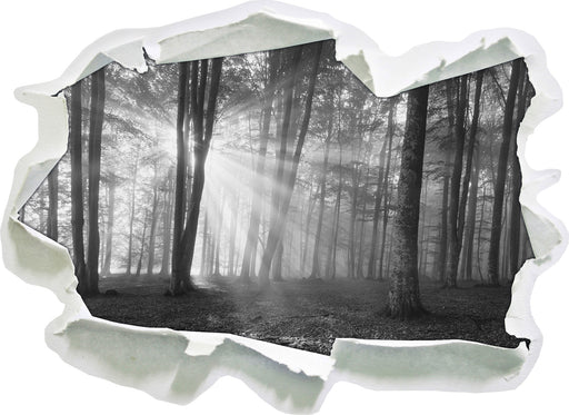 Wald mit Sonnenstrahlen 3D Wandtattoo Papier