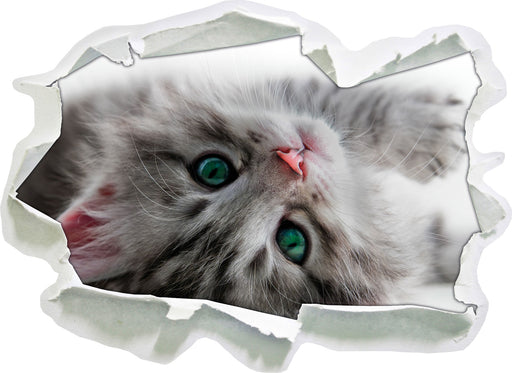 Süßes Katzenbaby 3D Wandtattoo Papier