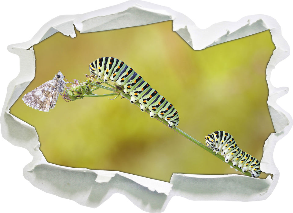 Pixxprint Schwalbenschwanzraupen und Falter, 3D Wandtattoo