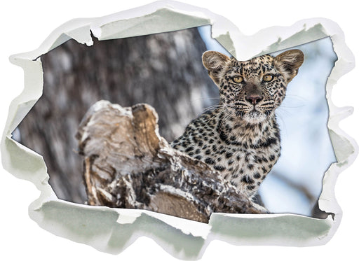 Leopardjunges auf Baum  3D Wandtattoo Papier