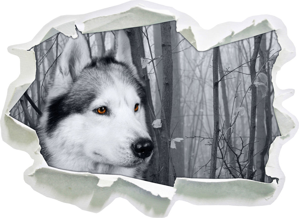 Wachsamer Husky  3D Wandtattoo Papier