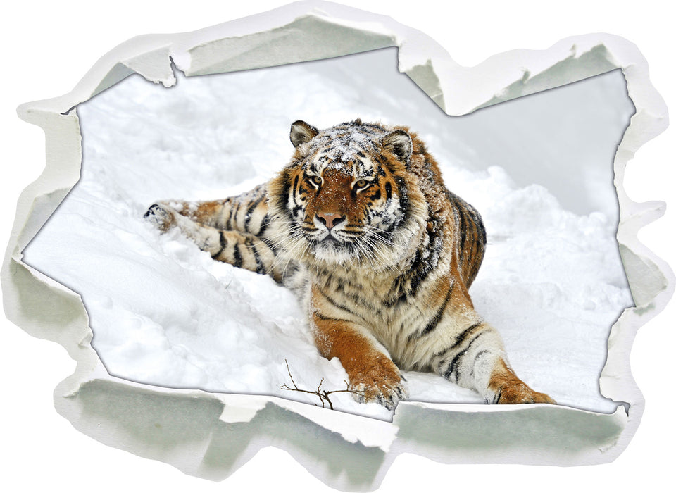 Pixxprint Amur Tiger im Schnee, 3D Wandtattoo