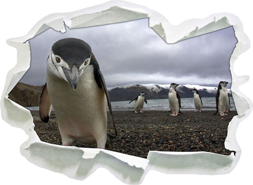 Lustige Pinguine  3D Wandtattoo Papier
