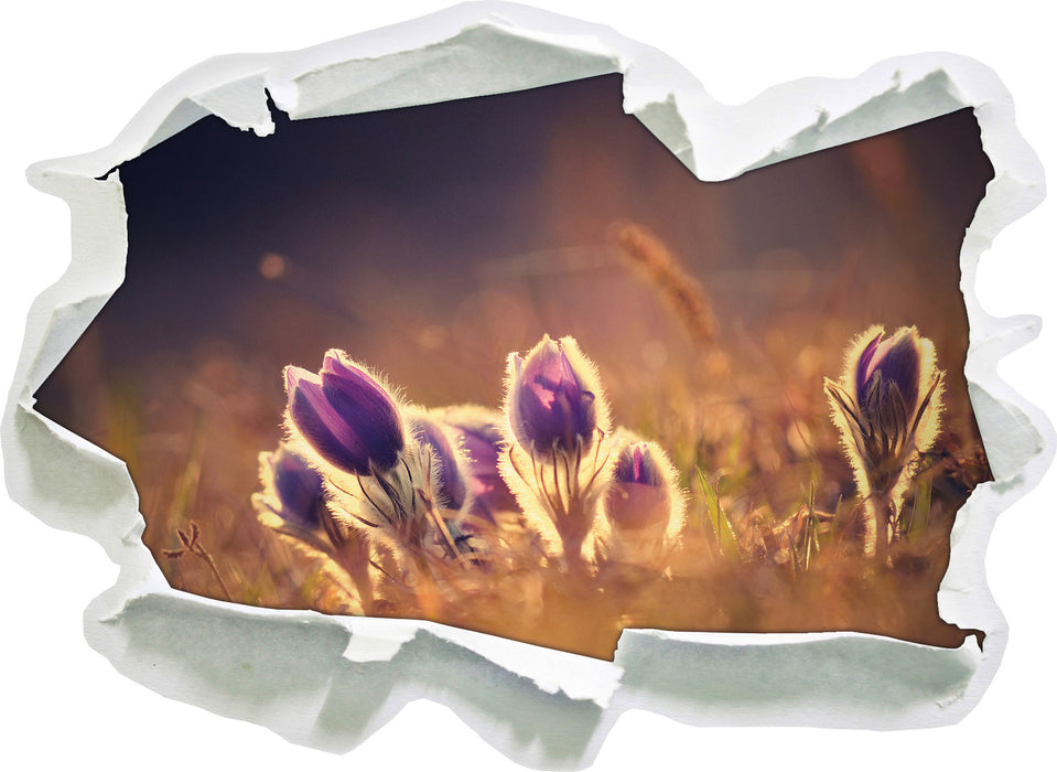 Pixxprint Lila Küchenschelle auf Bergwiese, 3D Wandtattoo