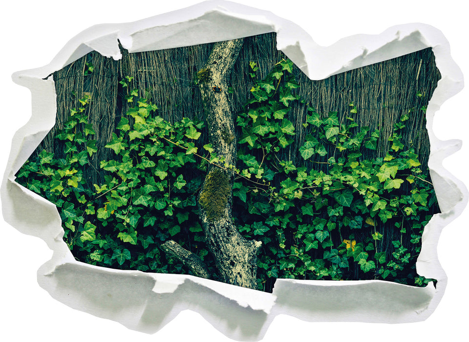Efeuranke an einem alten Zaun  3D Wandtattoo Papier