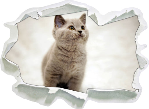 Niedliches Katzenbaby auf Teppich  3D Wandtattoo Papier