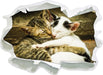 Liebende Kätzchen  3D Wandtattoo Papier