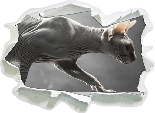 Sphynx Katze 3D Wandtattoo Papier