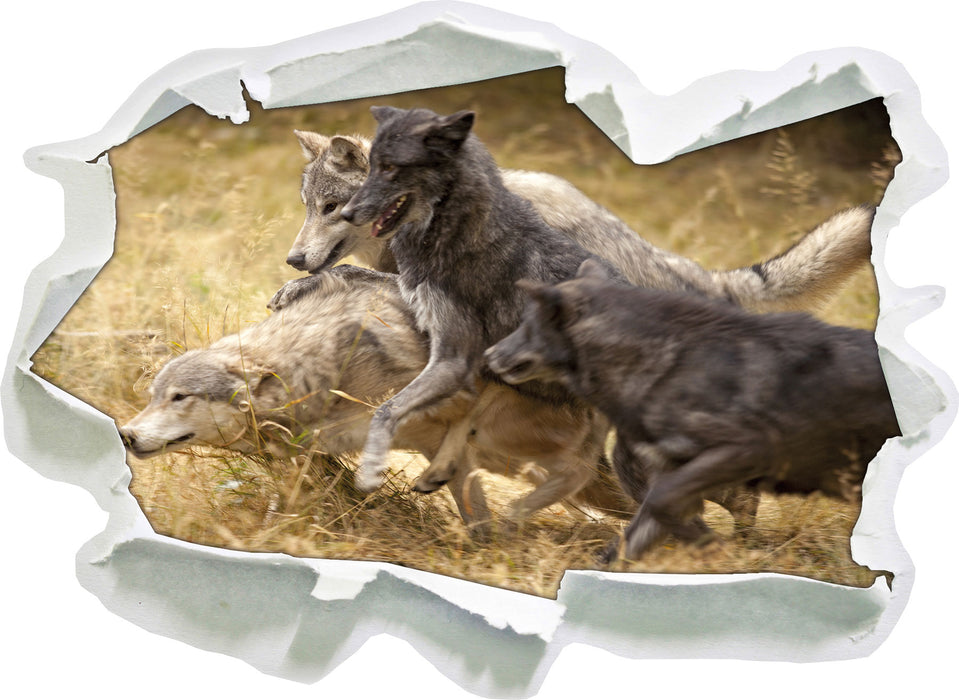 Pixxprint Tobendes Wolfsrudel, 3D Wandtattoo