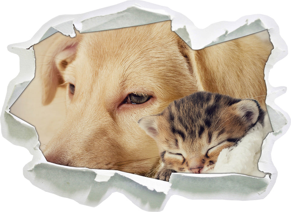 Pixxprint Träumendes Kätzchen neben Hund, 3D Wandtattoo